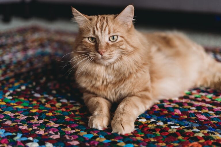 Transform Your Space with Stunning Rugs from Texturerefuge